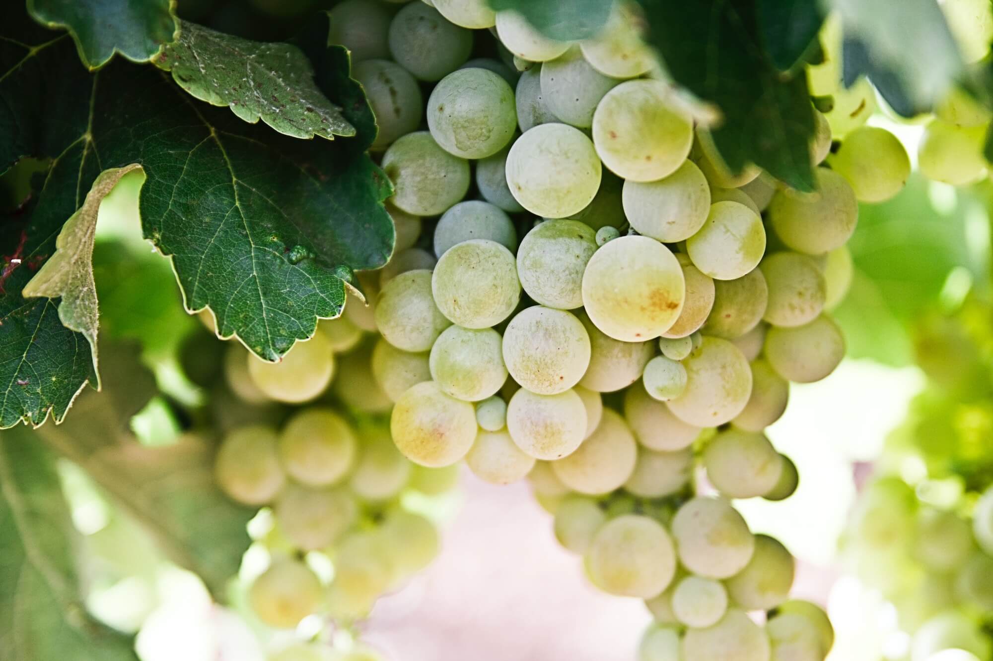 corso wset level 2 wines