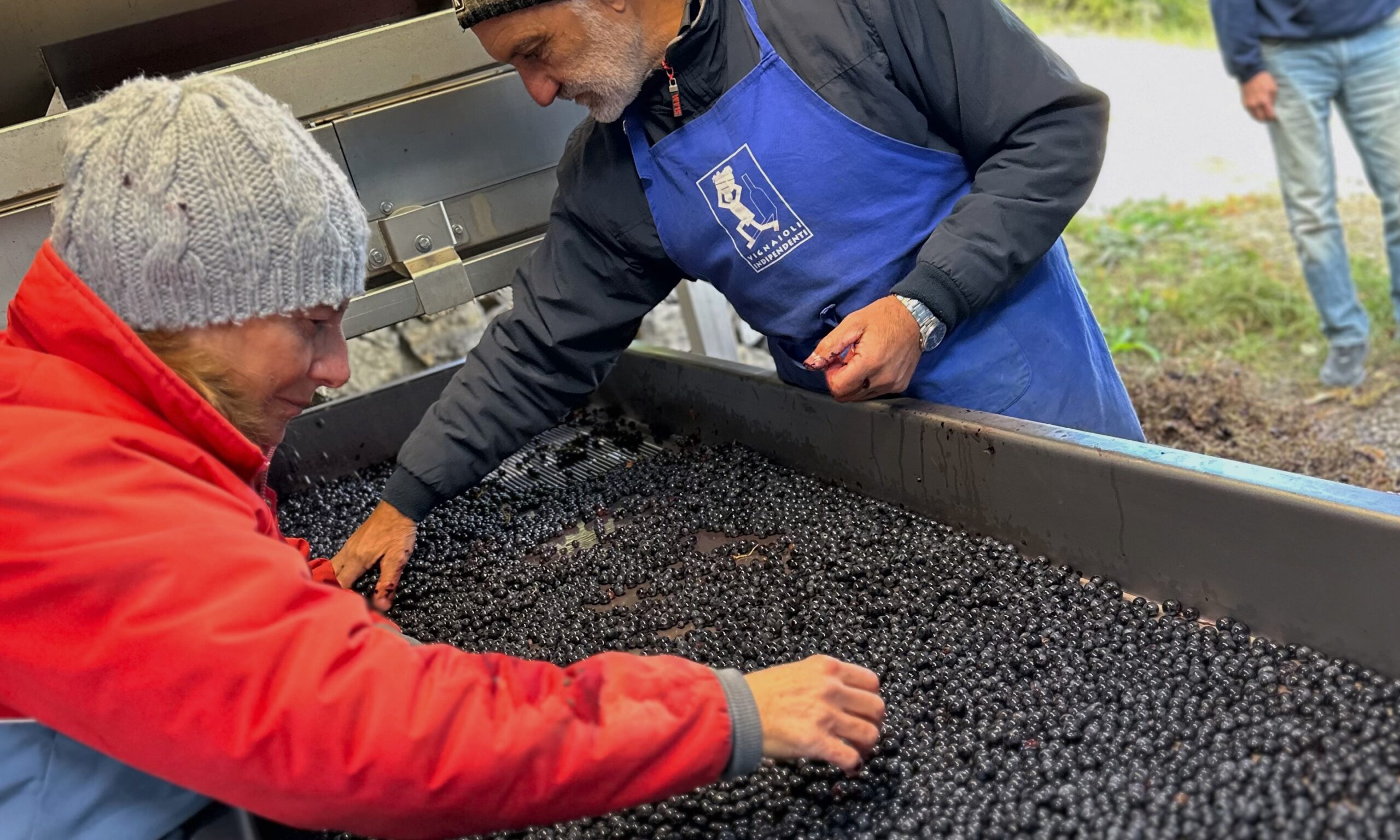 Winemakers sorting freshly harvested grapes during harvest season at a family-run winery in Tuscany.